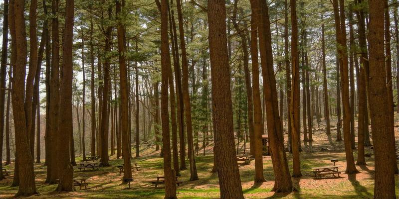 春节出行不用愁：家政生活服务新选择，为爱宠找到靠谱临时寄养与上门喂养